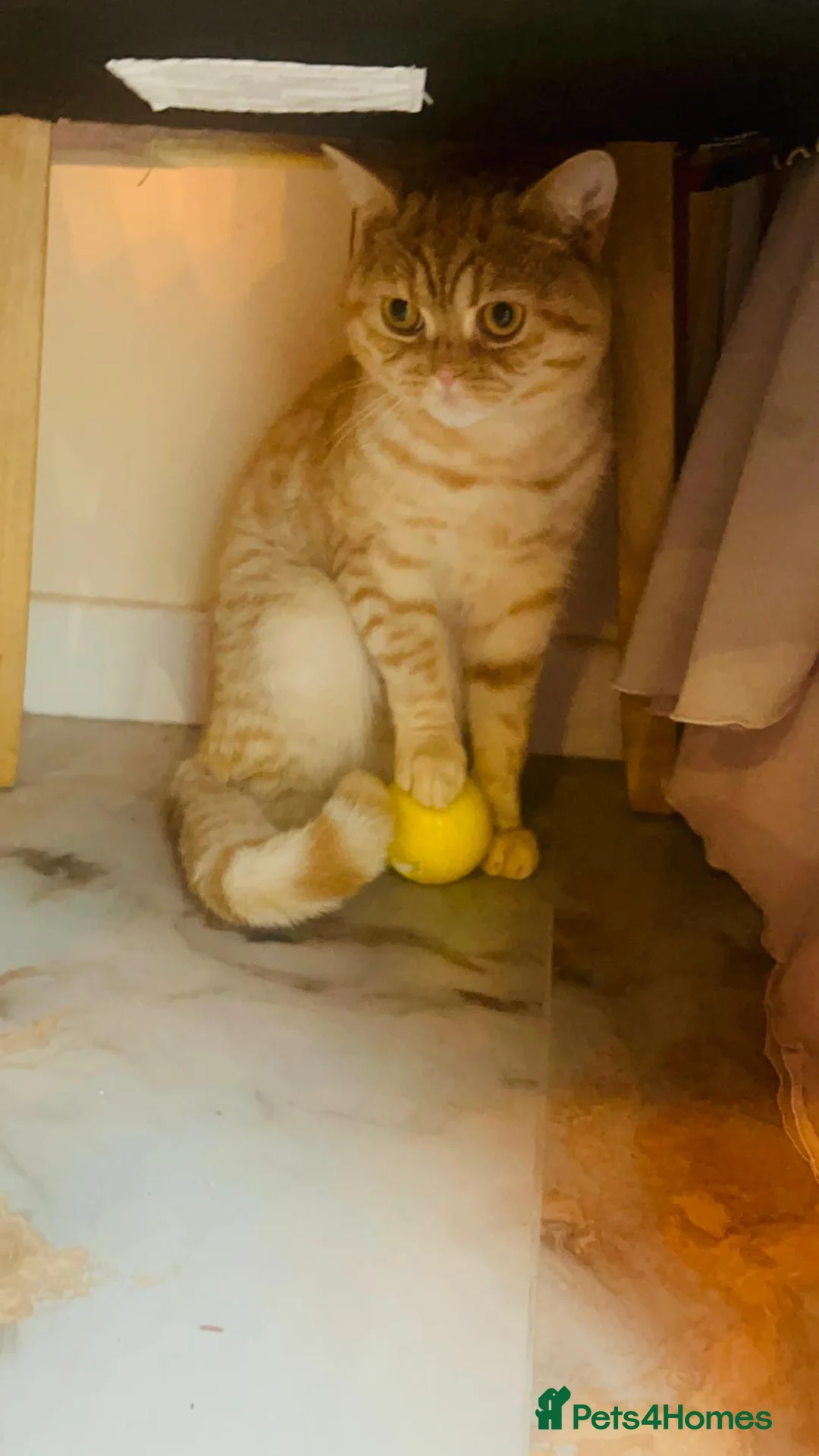 Mixed Breed cats for stud: Stud: 16 m Male British Shorthair x Scottish Fold - Advert 9