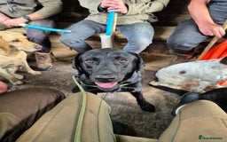 Labrador Retriever dogs for stud: Perfect gentleman for stud. KC black labrador  - Image 3