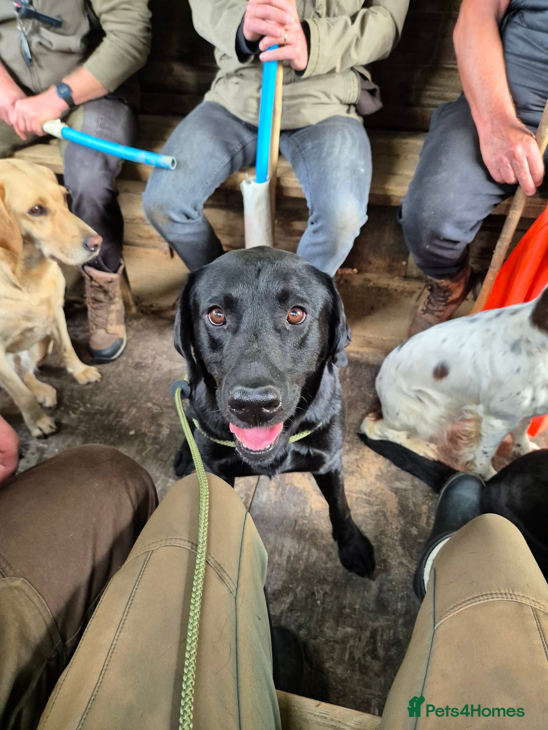 Labrador Retriever dogs for stud: Perfect gentleman for stud. KC black labrador  - Image 3