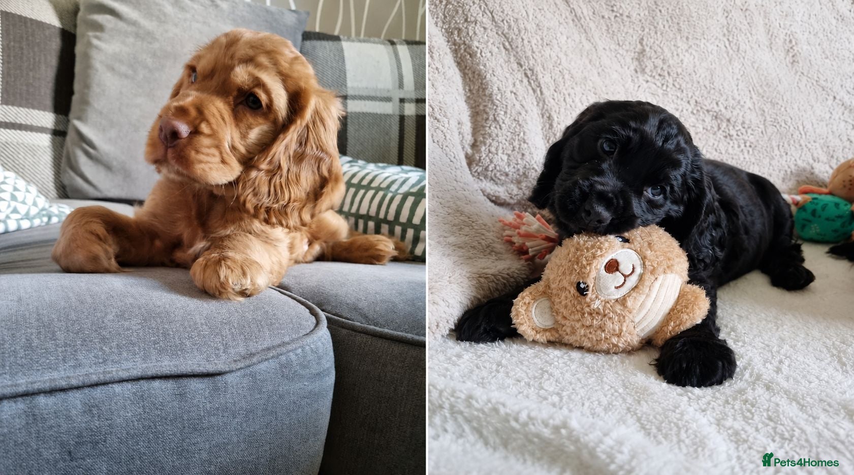 Cocker Spaniel dogs 🐾 Show Cocker Spaniel Puppies 🐾 Ready Now ✔️ - Advert 2