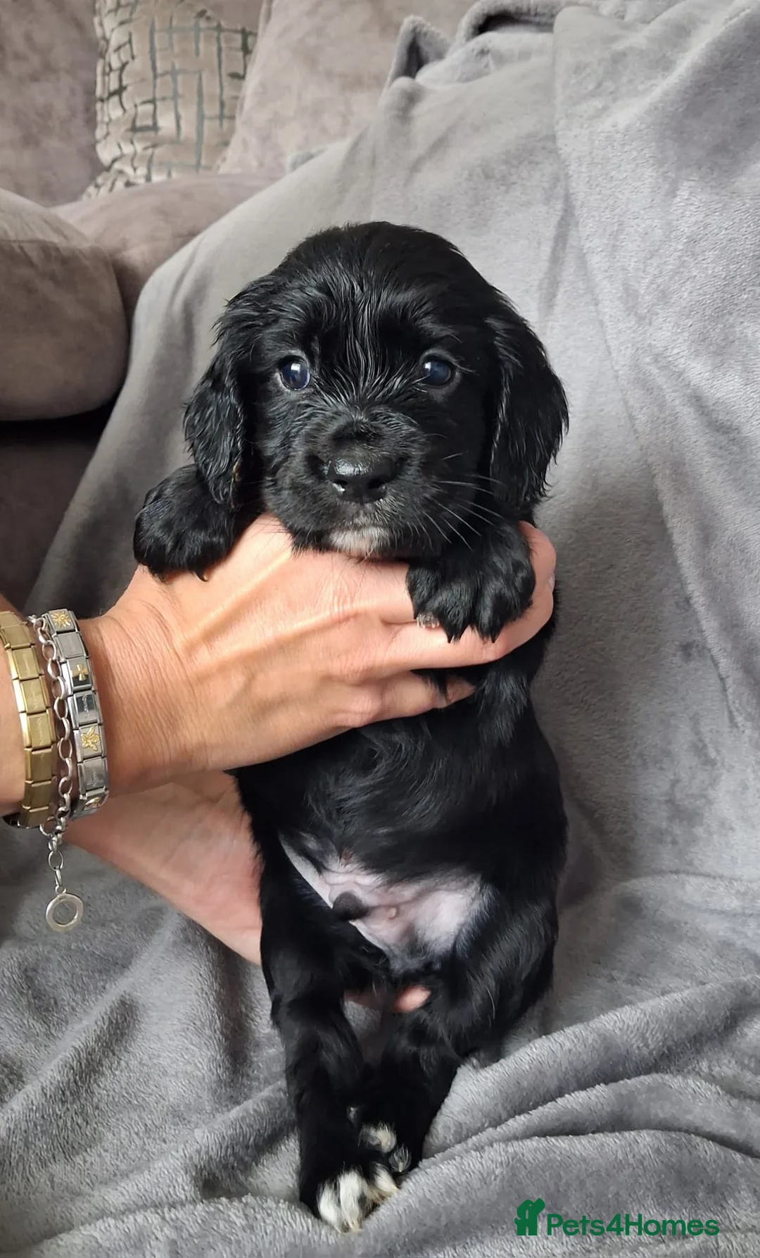 Cocker Spaniel dogs for sale: Working Cocker Spaniel Puppies in Preston - Advert 12