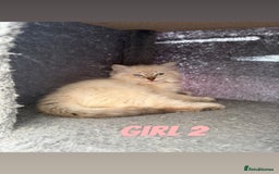 Ragdoll cats for sale: *STUNNING* litter of ragdolls  - Image 8
