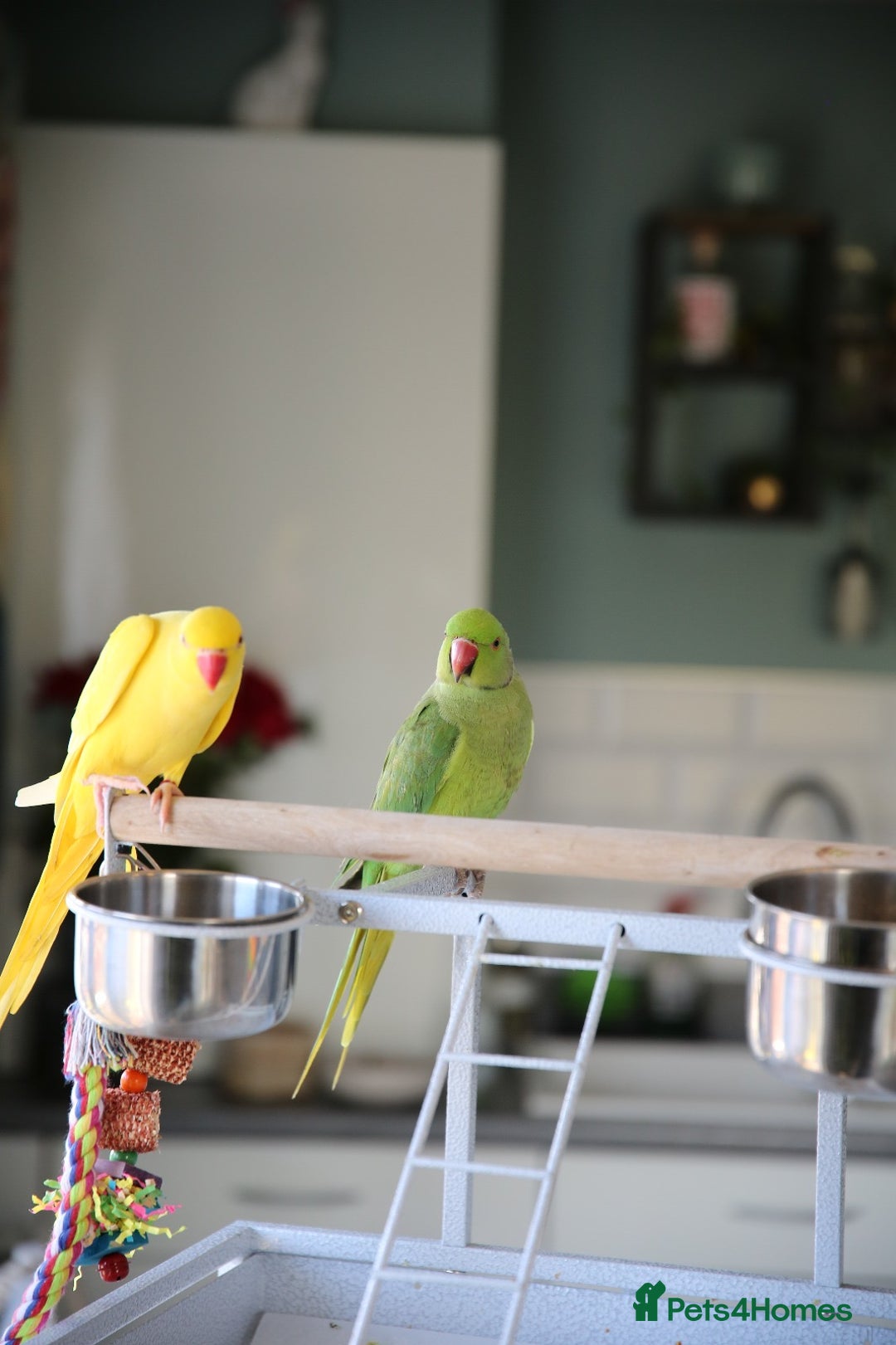 Ringnecks birds for sale: Male and Femele couple + Very good cage - Image 4