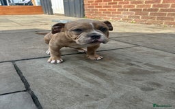 Olde English Bulldogge dogs for sale: Olde English bulldoge pups  - Image 7