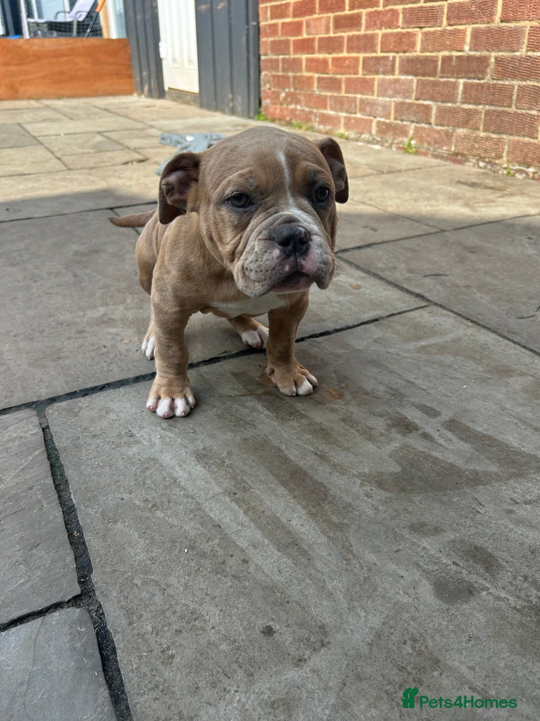 Olde English Bulldogge dogs for sale: Olde English bulldoge pups  - Image 7