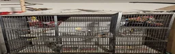 Cockatiels birds for sale: Hand tame cockatiel male - Advert 4