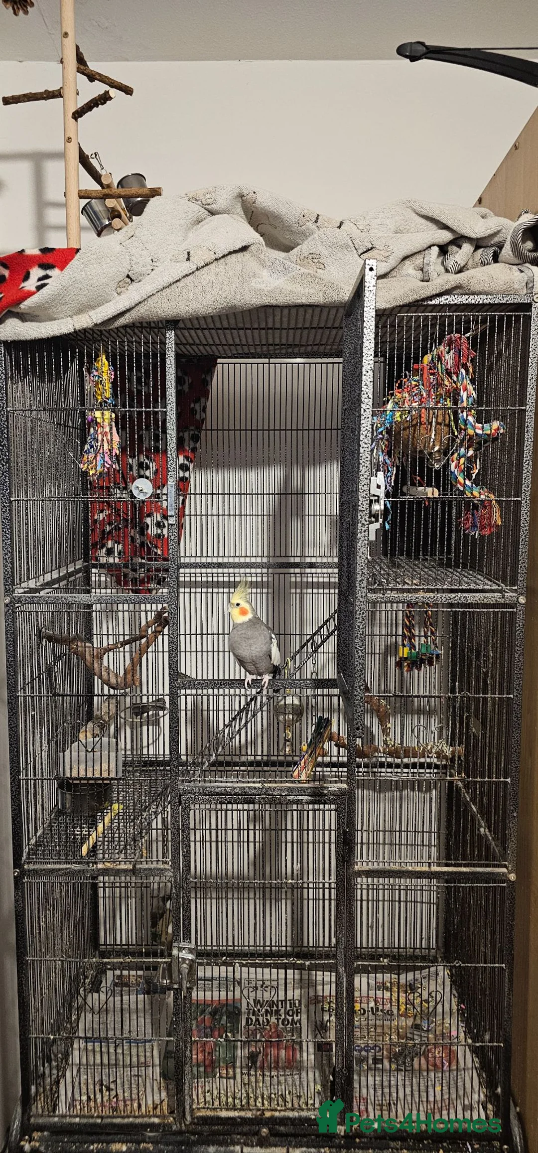 Cockatiels birds for sale: Hand tame cockatiel male - Advert 4