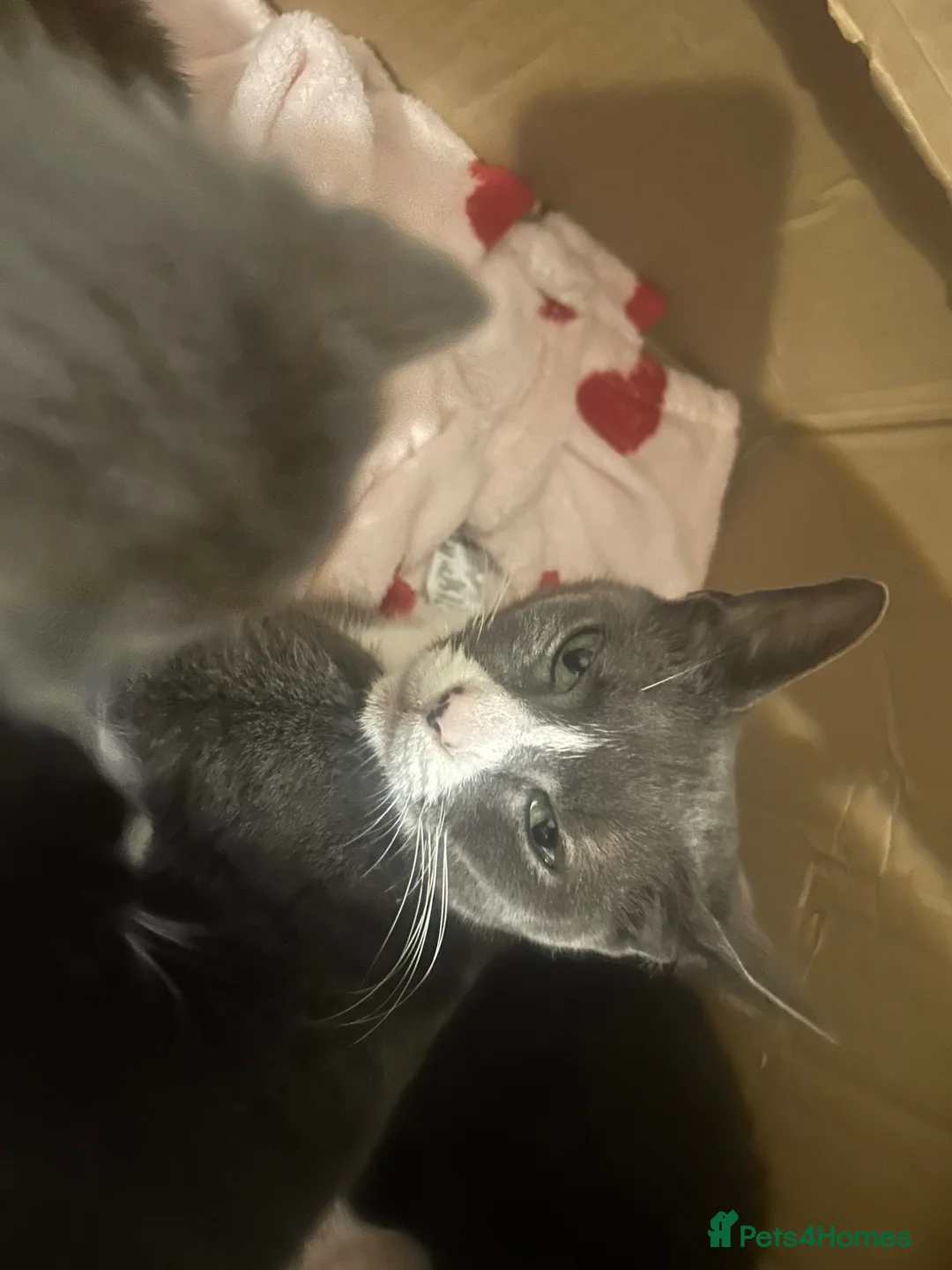 Domestic Shorthair cats for sale: Kitten for sale - Advert 3
