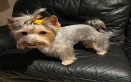 Yorkshire Terrier dogs for sale: Adorable yorkie puppies  - Image 8