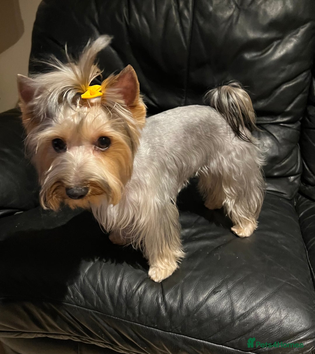Yorkshire Terrier dogs for sale: Adorable yorkie puppies  - Image 8