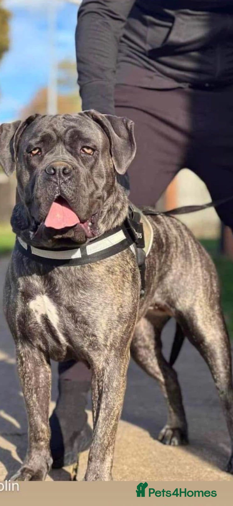 Cane Corso dogs Puppies  - Advert 1