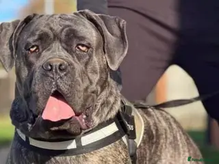 Cane Corso dogs Puppies - Advert 1