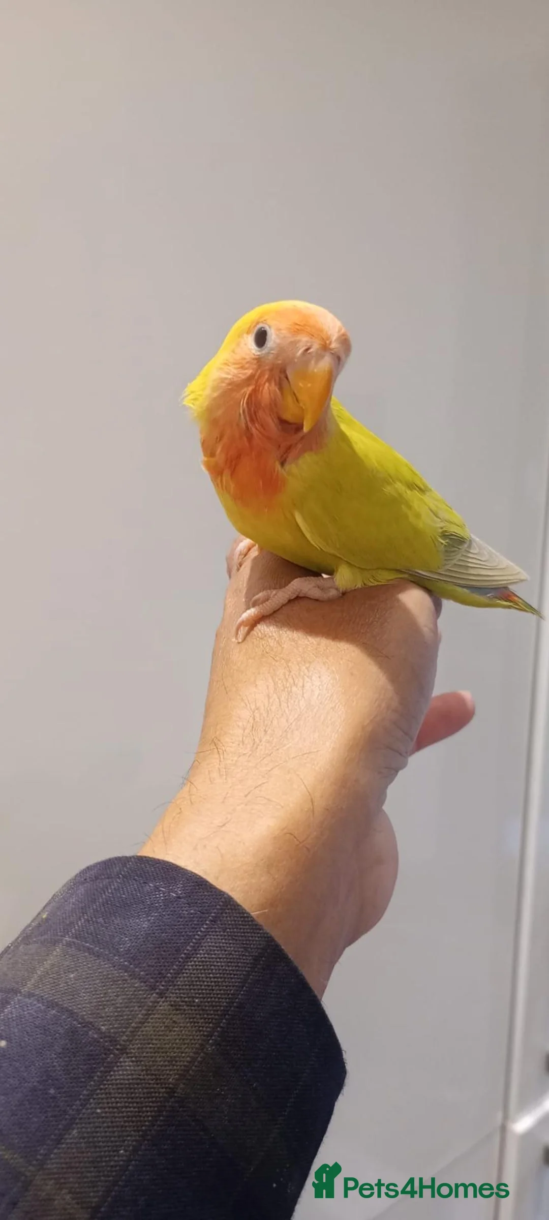 Parakeets birds for sale: Hand reared baby Lovebirds for sale - Advert 11