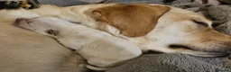 Labrador Retriever dogs for sale: Labrador Puppies  - Advert 7