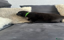 German Shepherd dogs for sale: ALFREDO  - Image 25
