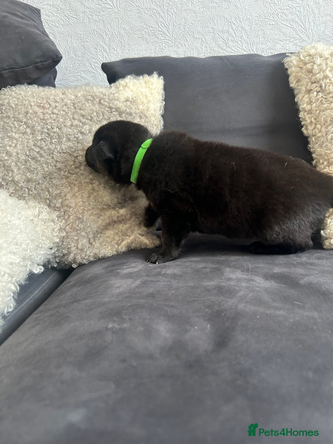 German Shepherd dogs for sale: ALFREDO  - Image 25