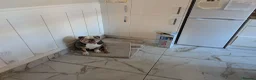 English Bulldog dogs for sale: English bulldog  - Advert 2