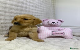 Golden Retriever dogs for sale: KC, Extensively health tested goldens boy and girl - Image 3