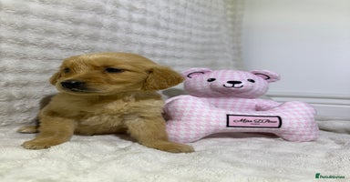Golden Retriever dogs - Advert 1
