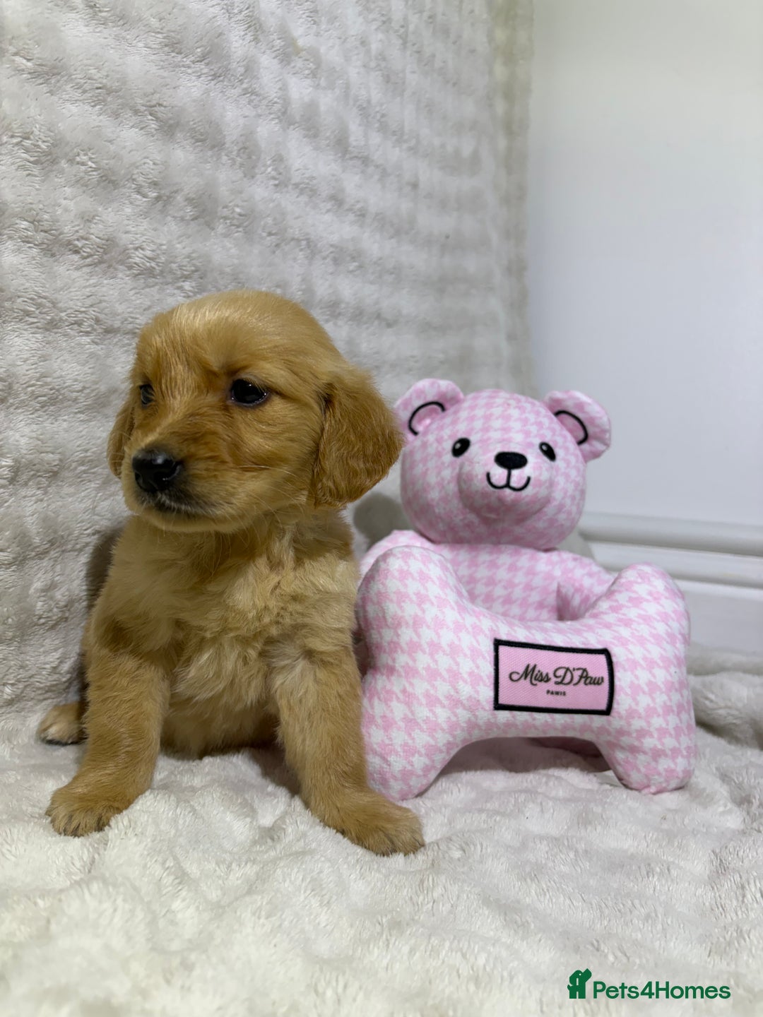 Golden Retriever dogs for sale: KC, Extensively health tested goldens boy and girl - Image 3