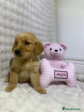 Golden Retriever dogs - Advert 1