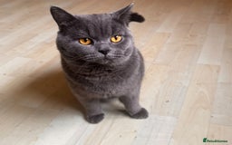 British Shorthair cats for stud: british shorthair stud - Image 1