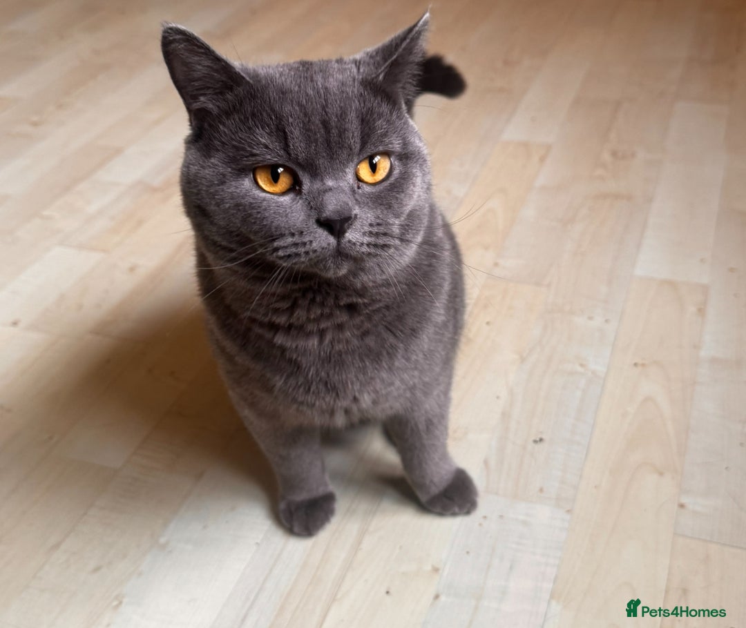 British Shorthair cats for stud: british shorthair stud - Image 1
