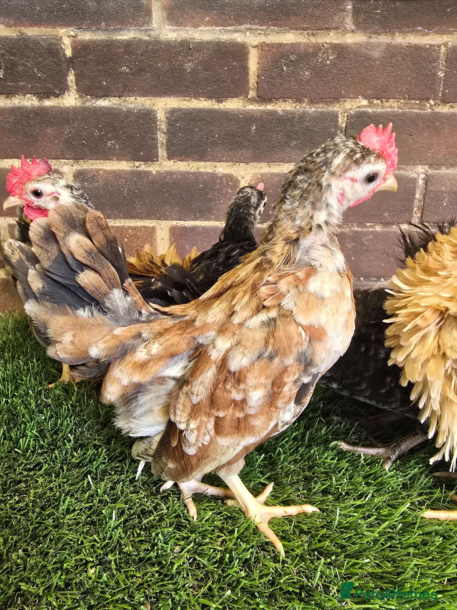 Chickens poultry Serama Cockerels  - Advert 16