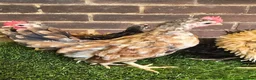 Chickens poultry for sale: Serama Cockerels  - Advert 1