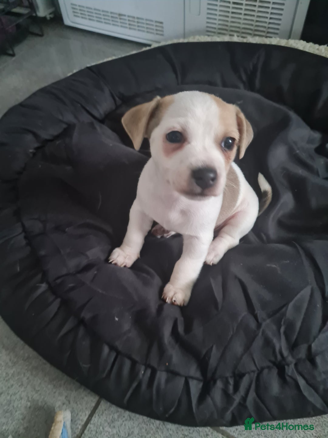 Jack Chi dogs for sale: Chihuahua x Jack Russell Puppies  - Advert 4