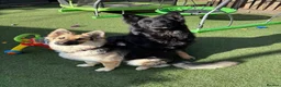 German Shepherd dogs for sale: 🐾Beautiful German Shepherd Puppy’s🐾 - Advert 3
