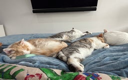 Munchkin cats for sale: Pedigree TICA Munchkin Kittens – Short Legs 🐈 - Image 24