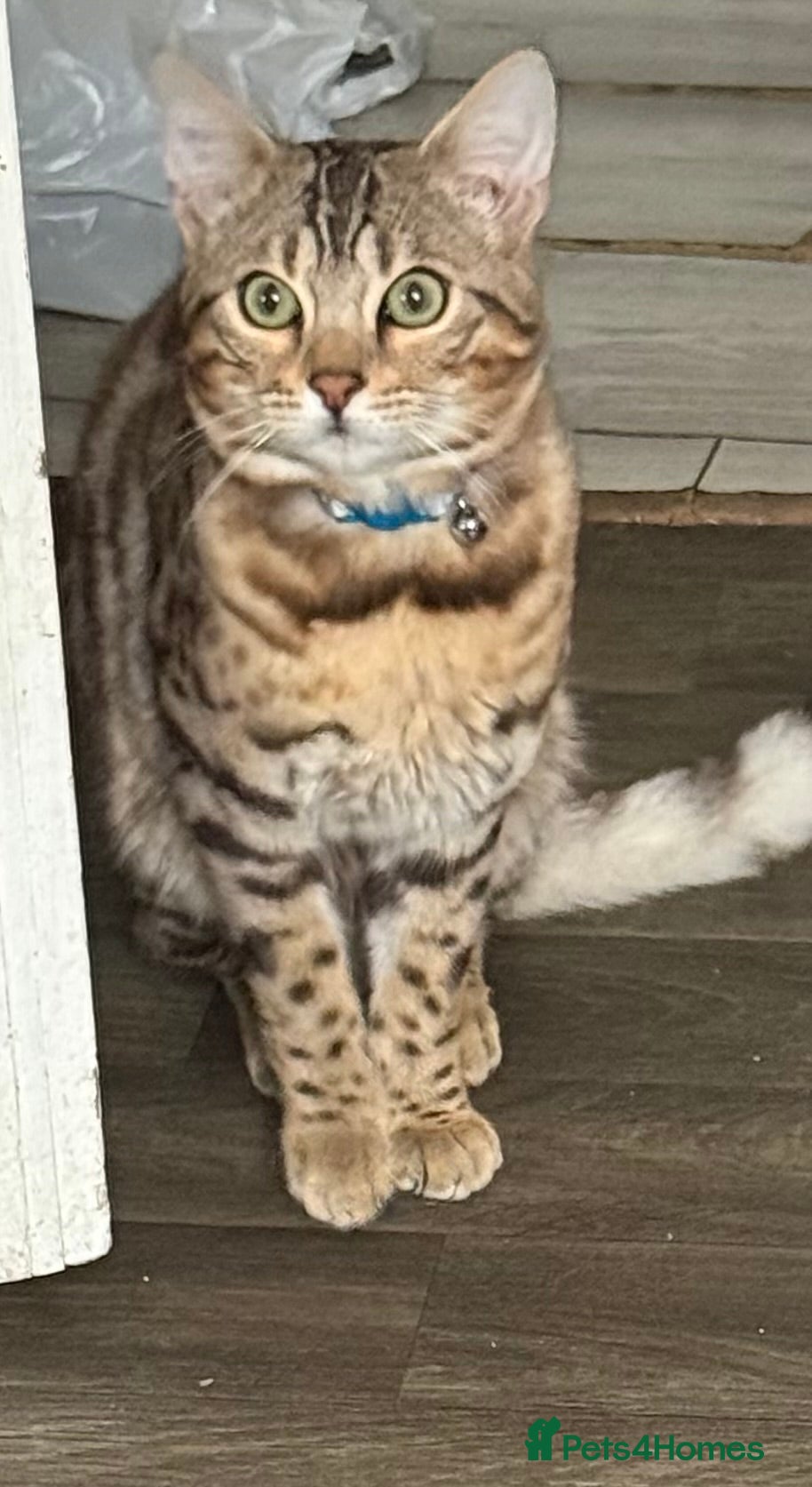 Bengal cats for stud: ✨ Proven Pure Bengal Stud Available ✨ - Advert 4