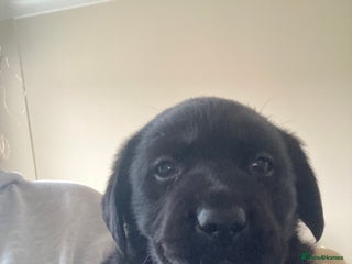 Labrador Retriever dogs - Advert 6