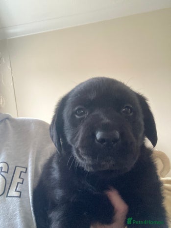 Labrador Retriever dogs - Advert 11
