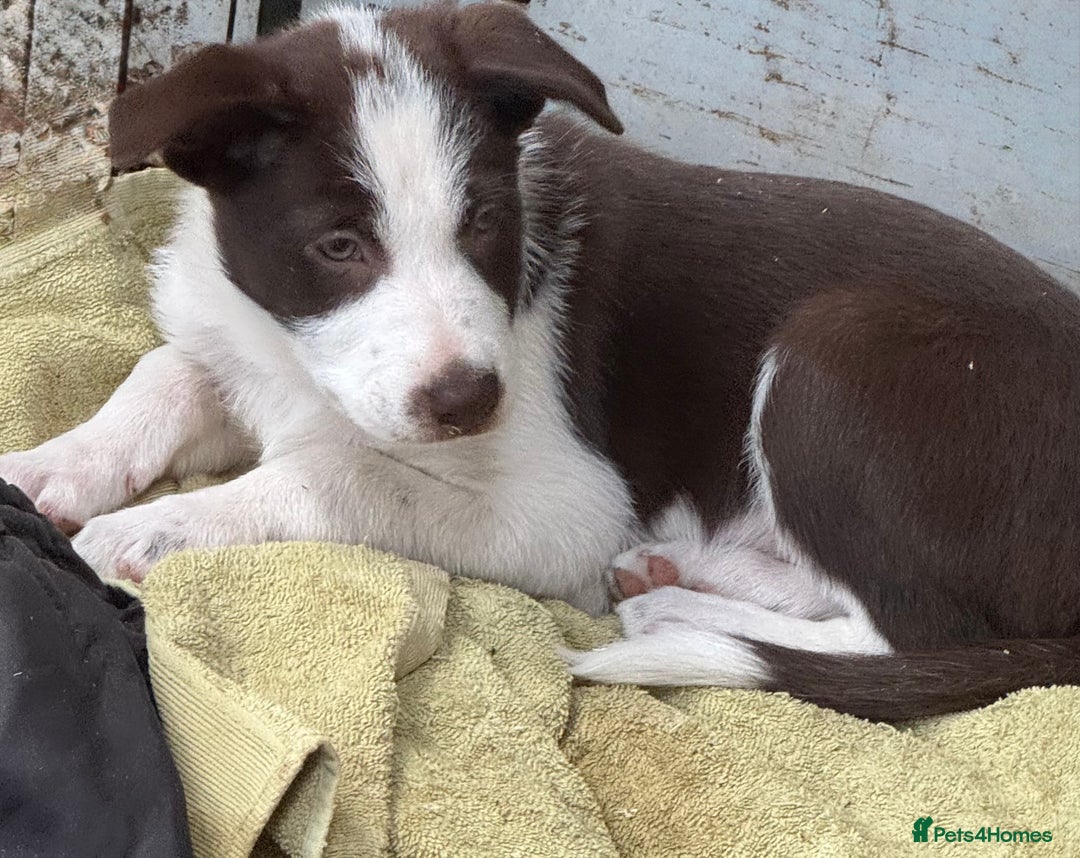 Border Collie dogs for sale: Beautiful Border Collie Puppies - Image 10