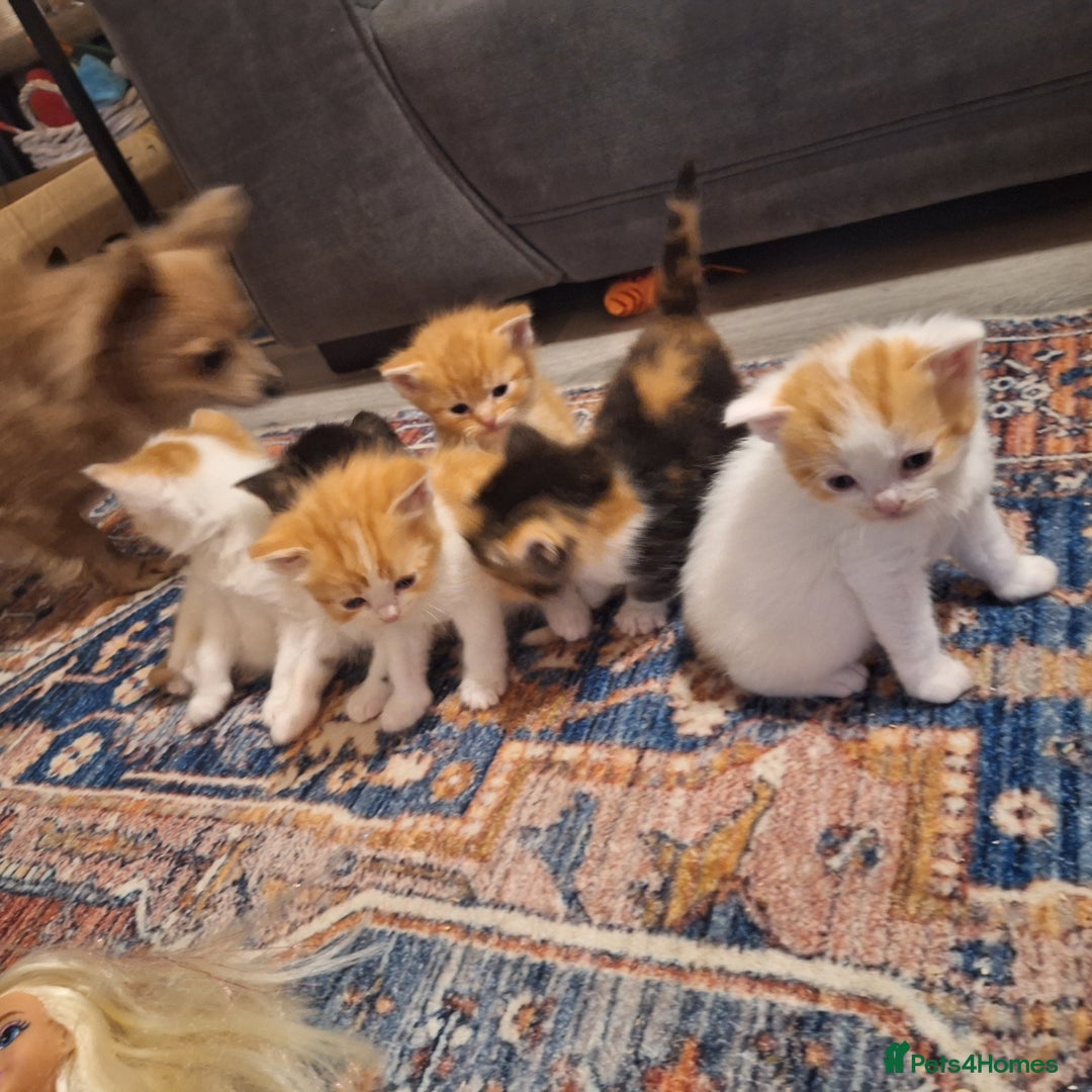 Mixed Breed cats for sale: Cat dogs... ragdoll crosses  - Advert 4