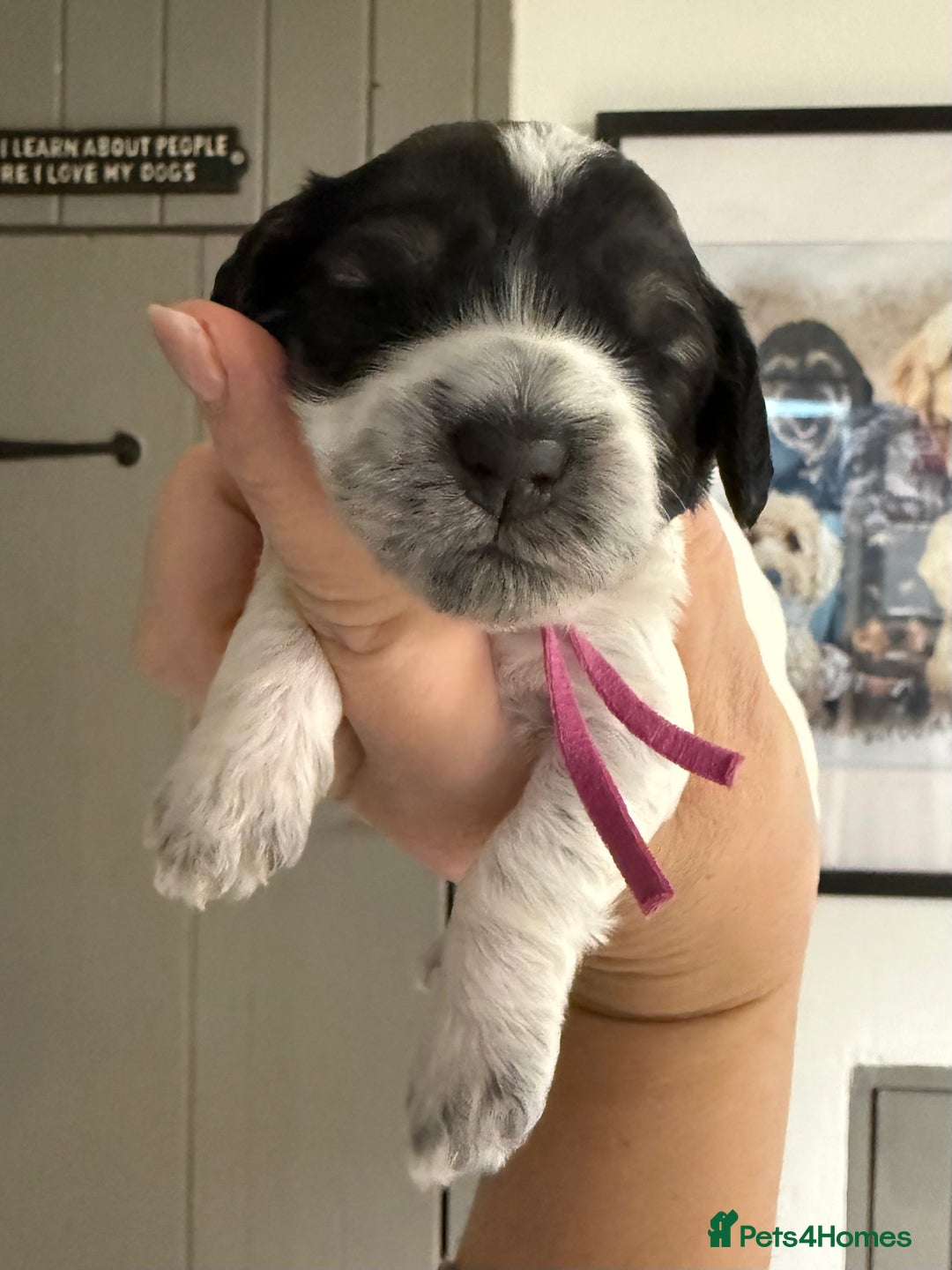 Mixed Breed dogs for sale: Miniature Parti Schnockerpoo Puppies  - Advert 10