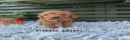 Cockapoo dogs for sale: F1b Cockapoos - Advert 4