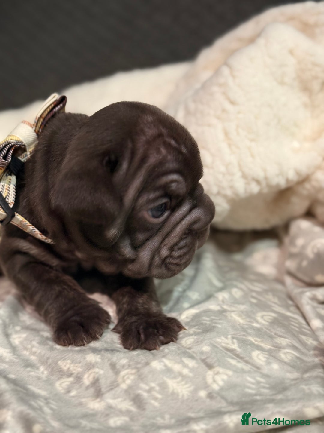 French Bulldog dogs for sale: French bulldog puppies for sale! - Advert 9