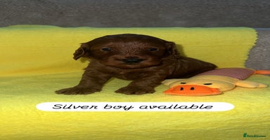 Cockapoo dogs - Advert 3