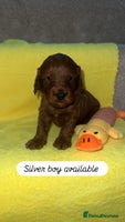 Cockapoo dogs - Advert 3
