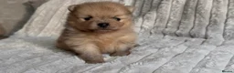 Pomeranian dogs for sale: CHAMPION LINES KC POMERANIAN PUPPIES  - Advert 28