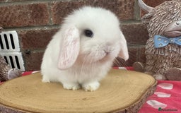 Mini Lop rabbits for sale: Beautiful mini lop bunnies ready to reserve  - Image 1