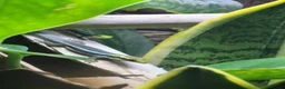Gecko reptiles for sale: Neon Day Gecko Babies - Advert 2