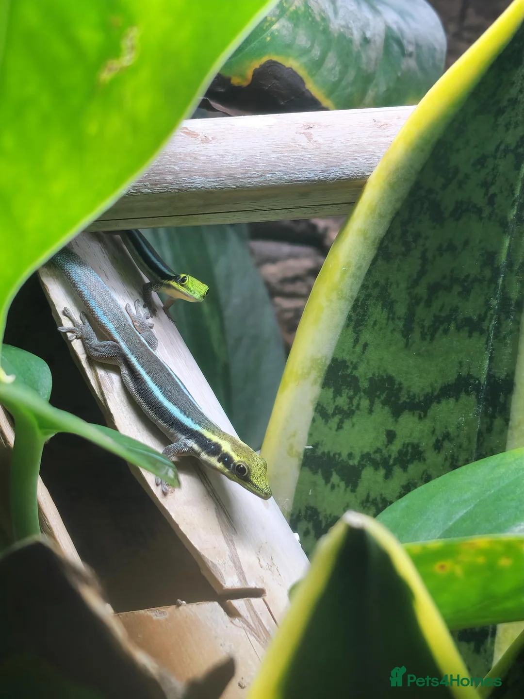 Gecko reptiles for sale: Neon Day Gecko Babies - Advert 2