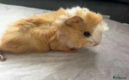 Guinea Pig rodents for sale: Stunning baby guinea pigs Abyssinian/ funkies - Image 3