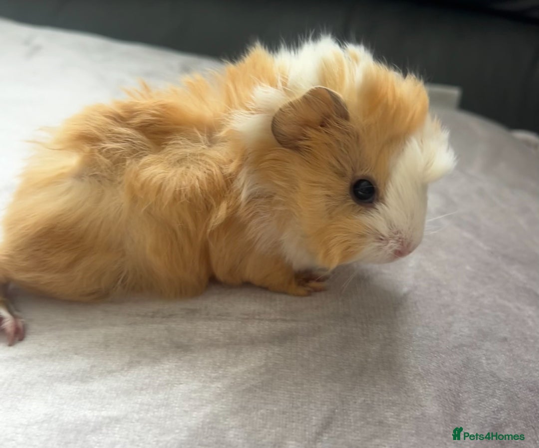 Guinea Pig rodents for sale: Stunning baby guinea pigs Abyssinian/ funkies - Image 3
