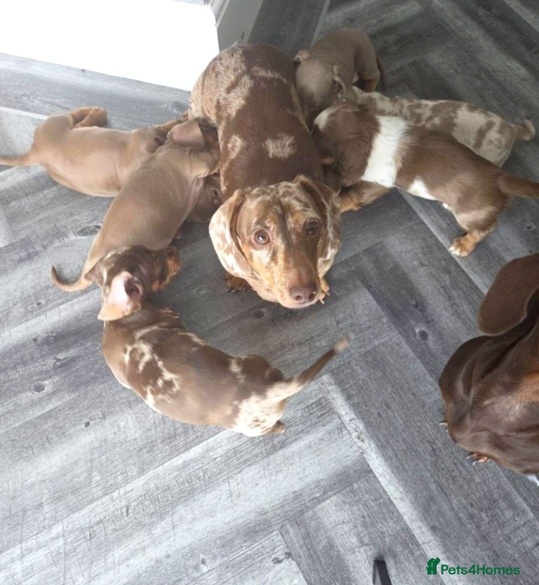 Miniature Dachshund dogs Lovely Miniature Dachshund Puppies  - Advert 4
