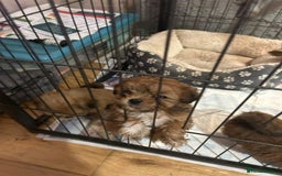 Lhasa Apso dogs for sale: Red and tan Lhasa apso puppies  - Image 13